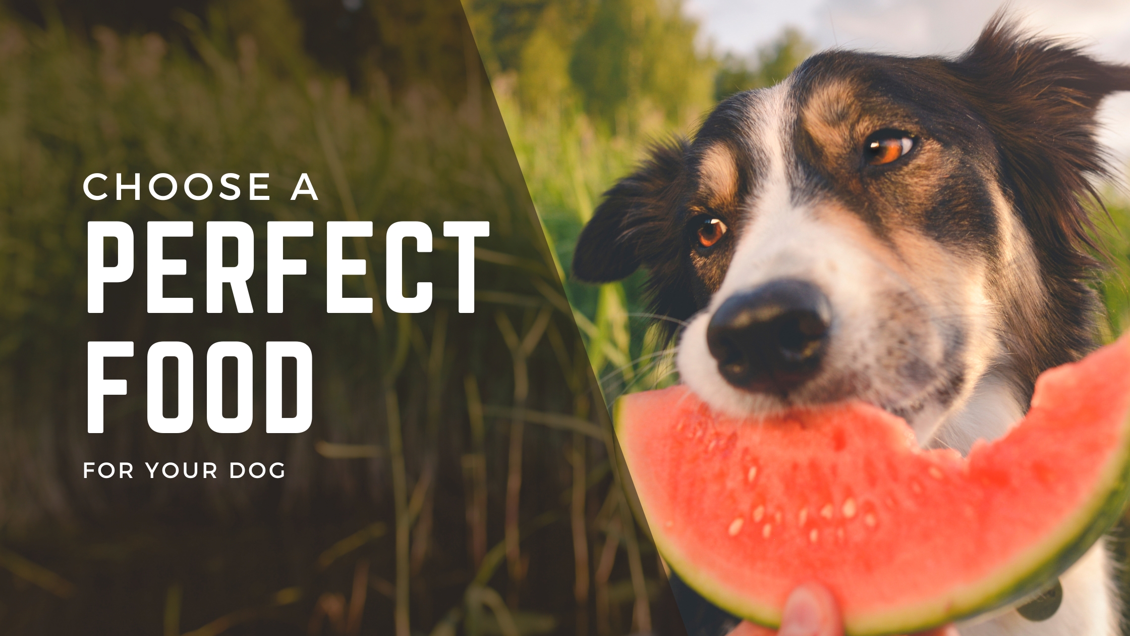 How to Choose a Perfect Dog Food?