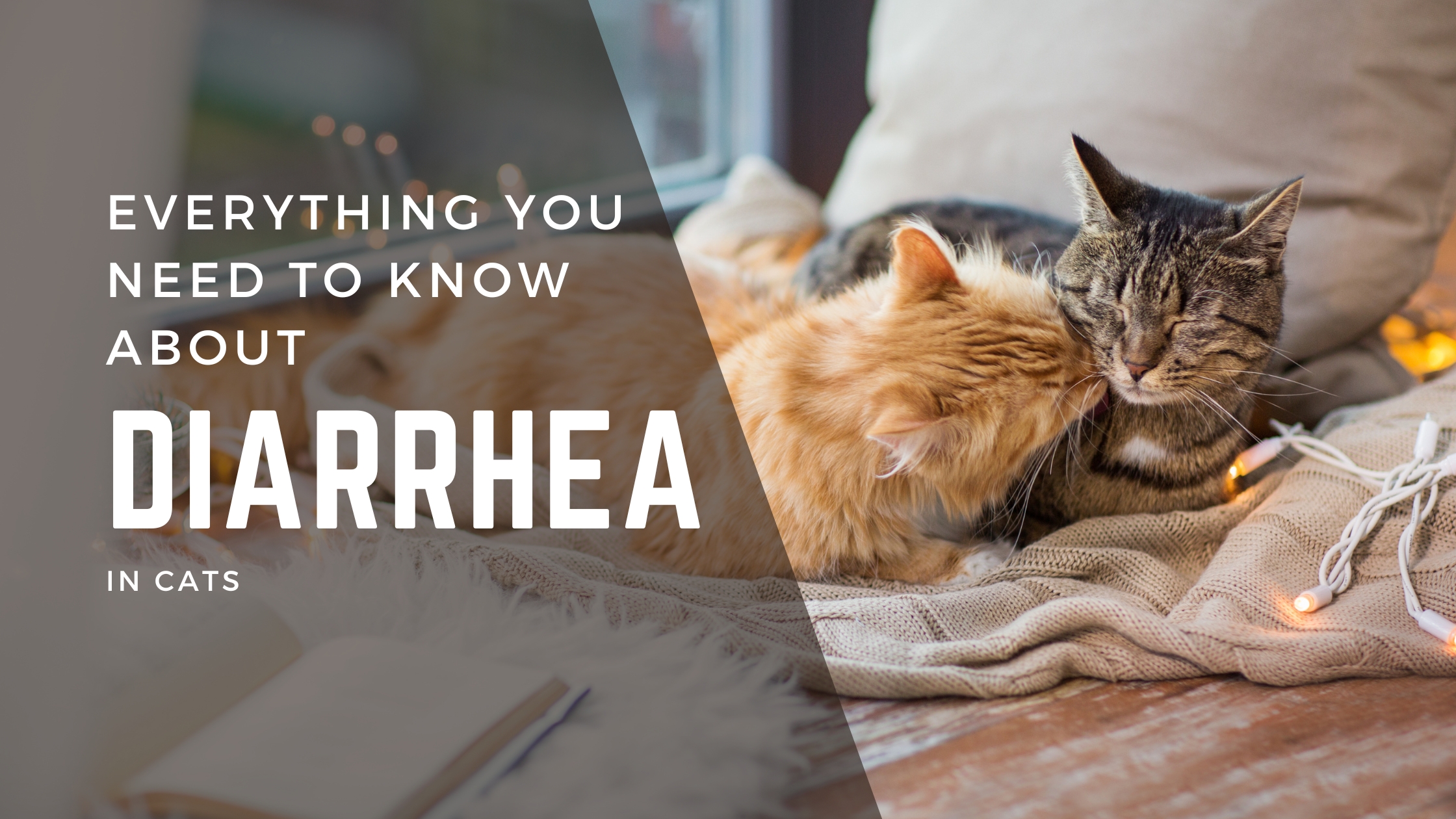 Everything You Need to Know About Diarrhea in Cats