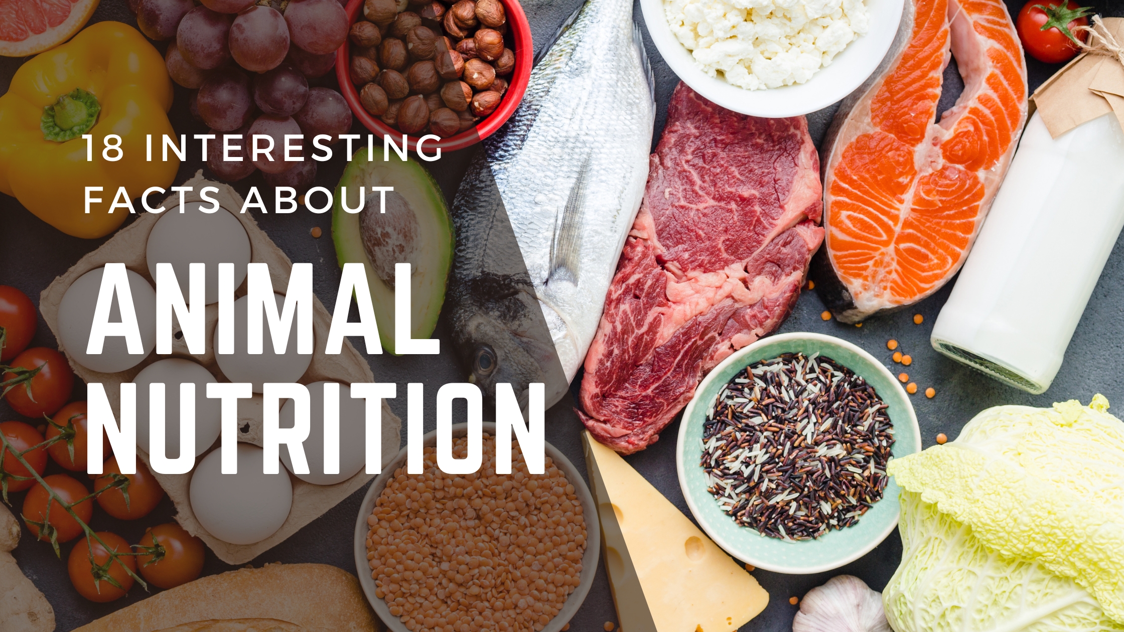 18 Interesting Facts About Animal Nutrition