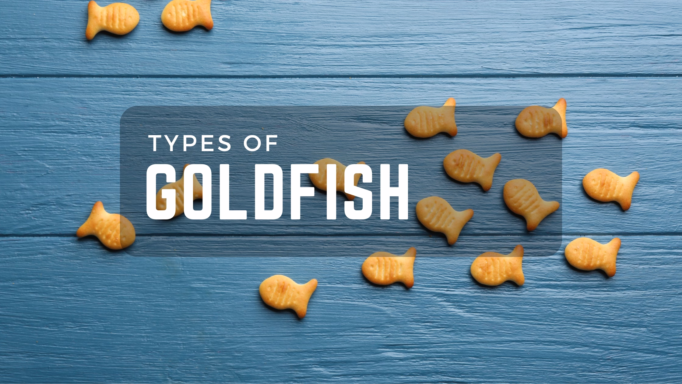 Goldfish Guide: Types, Housing and Everyday Planning