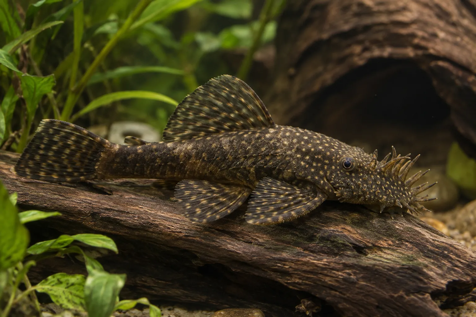 Bristlenose Pleco Care Guide: Ancistrus Species