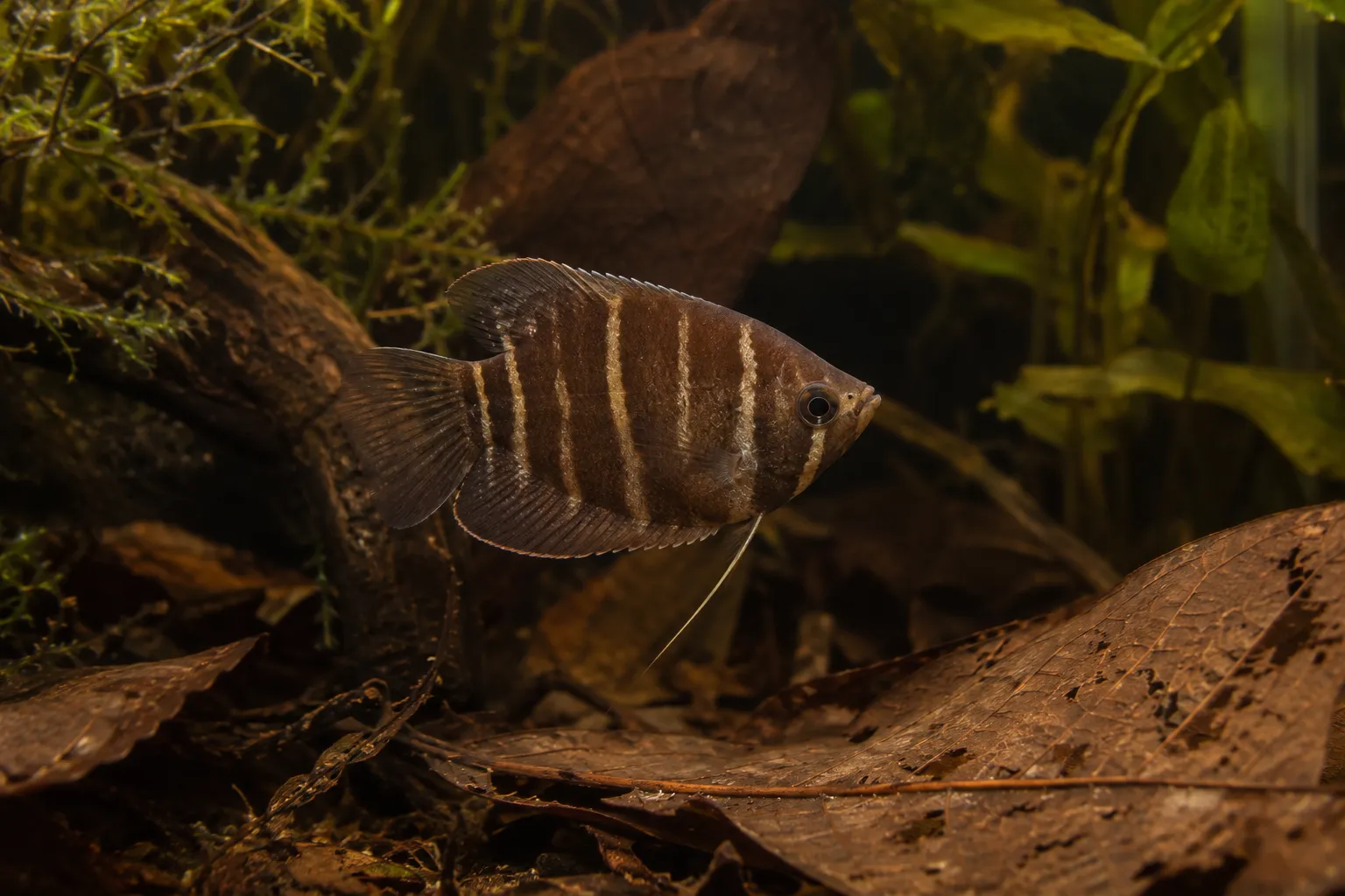 Chocolate Gourami Care Guide: Sphaerichthys osphromenoides