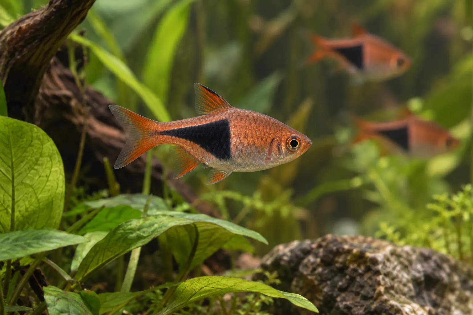 Harlequin Rasbora Care Guide: Trigonostigma heteromorpha