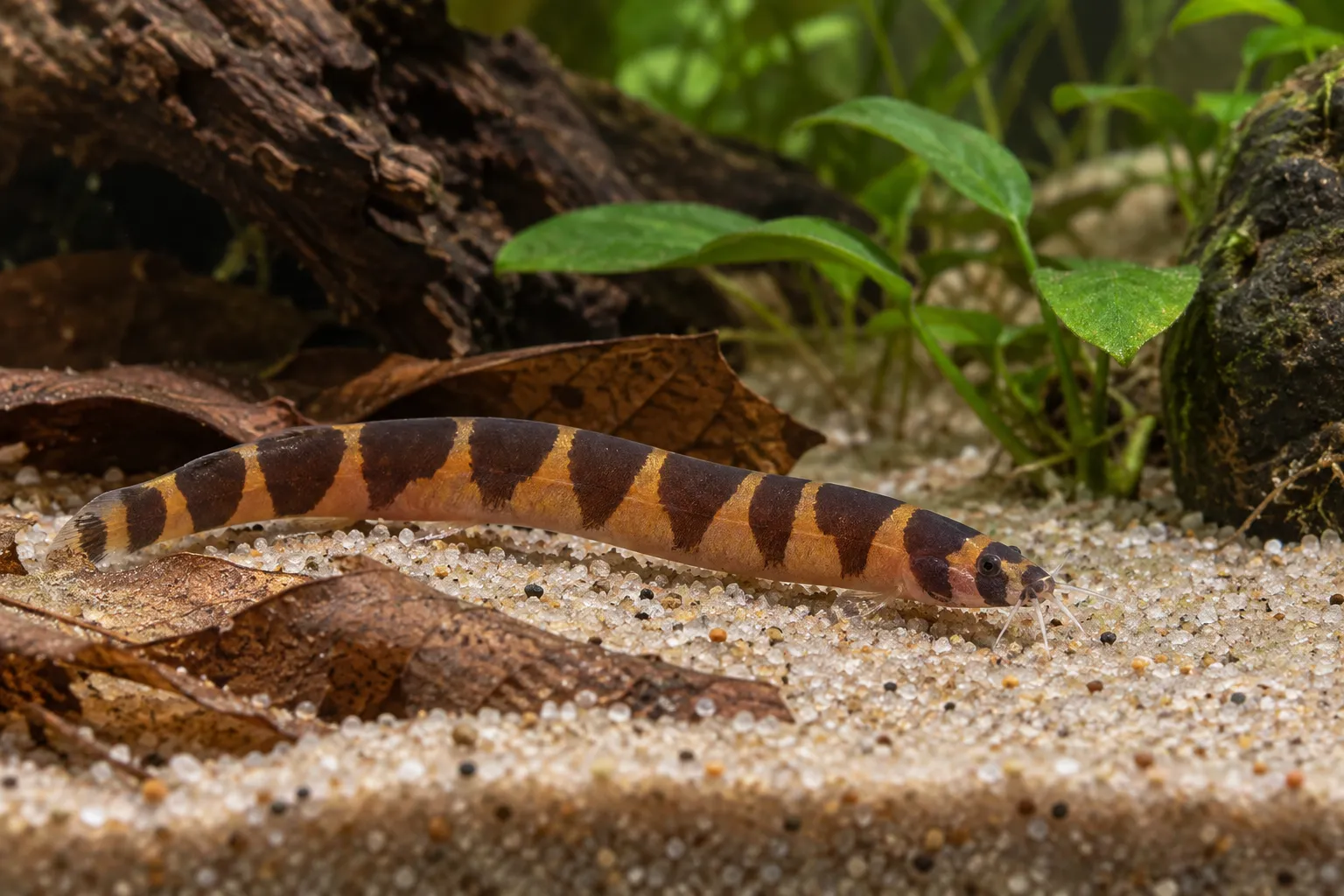 Kuhli Loach Care Guide: Pangio Species and Group Care