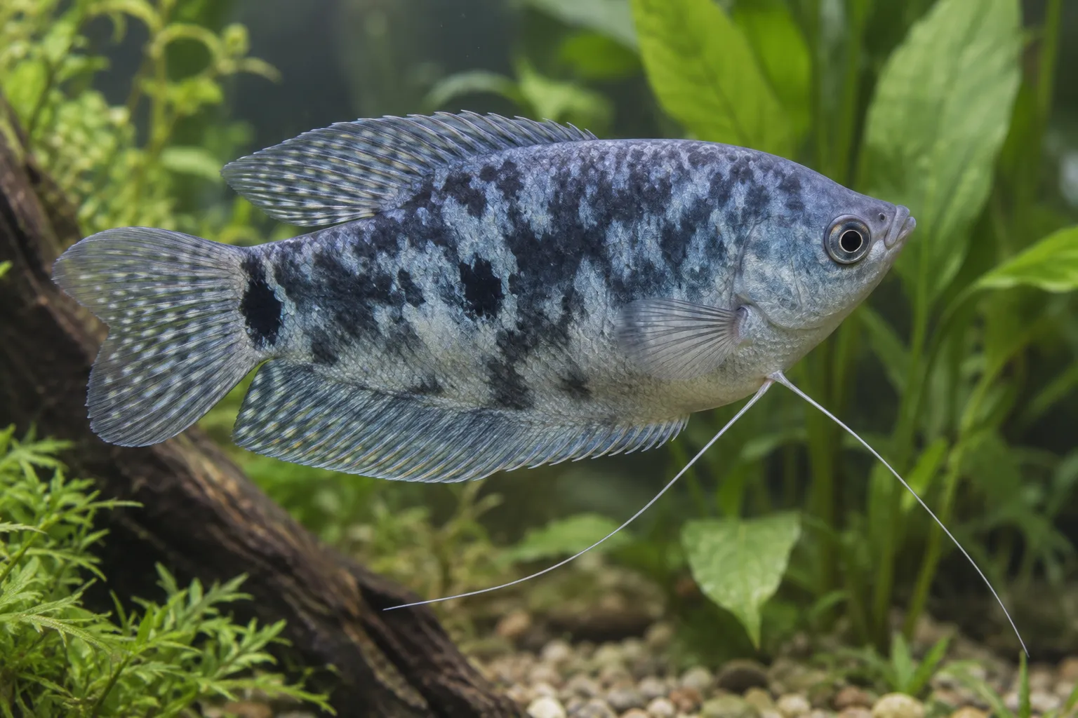 Opaline Gourami Care Guide: The Marbled Three-Spot Gourami